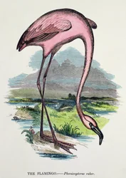 Flamingo (Phoenicopterus Ruber)